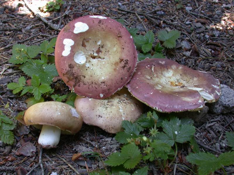 Russula curtipes